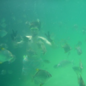 Fish Army